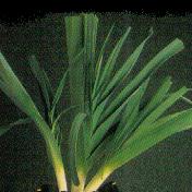 Allium