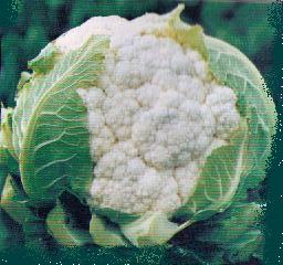 Brassica