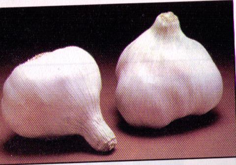 Allium