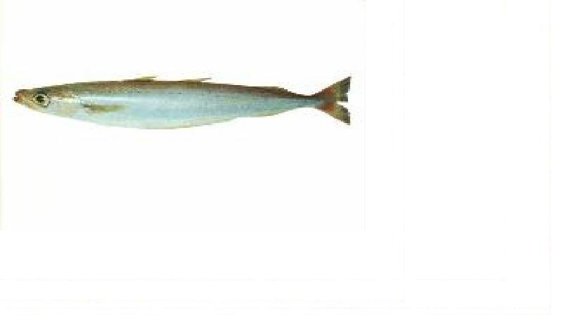 南太平洋蓝鳕鱼